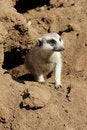 Free Animal Stock Images - 5143294