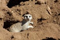 Free Animal Stock Photography - 5143842