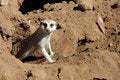 Free Animal Stock Photography - 5143852