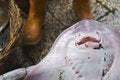 Free In The Market Of Marsala Stock Image - 5144171