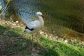 Free White Stork Stock Image - 5145031