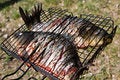 Free Raw Carps On Wire Rack Royalty Free Stock Image - 5146436