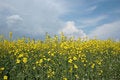 Free Yellow And Blue Royalty Free Stock Images - 5147229