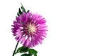 Free Cornflower Royalty Free Stock Photo - 5147725
