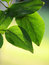 Free Two Leaves Stock Photography - 5147712