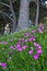 Free Purple Flower Garden Royalty Free Stock Photo - 5147885