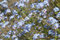 Free Forget Me Not Stock Photos - 5149823