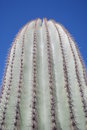 Free Prickly Stock Photos - 5151443