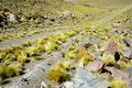 Free Way In Andes, Chile Stock Photo - 5152570