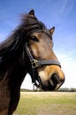 Free Horse Royalty Free Stock Photography - 5154847