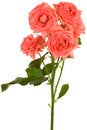 Free Fresh Scarlet Roses Stock Photos - 5159283