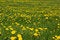 Free Dandelions. Stock Photos - 5150133