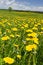 Free Spring Landscape. Royalty Free Stock Image - 5150216