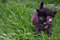 Free Grey And Black Kitten In Grass Stock Image - 5154431