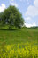 Free Tree In The Field Royalty Free Stock Photo - 5156365