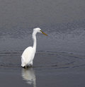 Free Great Egret Stock Images - 5160134
