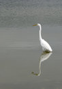 Free Great Egret Stock Photos - 5160273