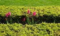 Free Tulips Between Bushes Royalty Free Stock Images - 5171509