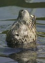 Free Common Seal Stock Image - 5176171