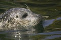 Free Common Seal Stock Photo - 5176460