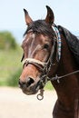 Free Horse Portrait Royalty Free Stock Photo - 5179755
