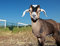 Free Young Kinder Goat Stock Photo - 5173010