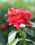Free Rose Royalty Free Stock Photo - 5174185