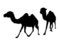 Free Camels Walking Royalty Free Stock Photos - 5175778