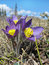 Free Lilac Wildflower Royalty Free Stock Photography - 5177697