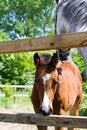Free Baby Horse Royalty Free Stock Photo - 5180265
