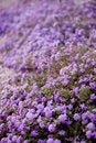 Free Flowerbed Of Purple Flowers Stock Image - 5185351