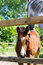 Free Baby Horse Royalty Free Stock Photo - 5180265