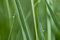 Free Water Drop Royalty Free Stock Photo - 5180355