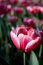 Free Red Tulip Stock Images - 5182834