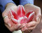 Free Woman Holding Flower Royalty Free Stock Images - 5185389