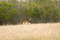 Free African Black Buck Antelope Stock Images - 5188574
