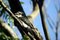 Free Kookaburra Stock Image - 5188961