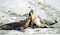Free Australian Sealions Royalty Free Stock Photo - 5188965