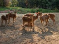 Free Deer In The Morning Royalty Free Stock Photo - 5191225