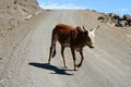 Free Dirt Road Cow Stock Photo - 5192070