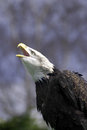Free Bald Eagle Stock Image - 5192641
