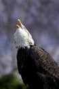 Free Bald Eagle Royalty Free Stock Photography - 5192697
