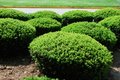 Free Green Herd. Royalty Free Stock Photo - 5195005