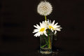 Free Fluff And Petals Stock Photos - 5197563
