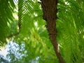 Free A Rare Type Of Spruce Stock Photo - 5198810