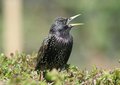 Free Starling Stock Image - 5198871