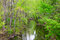 Free Green River Stock Photos - 5193433