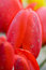 Free Beautiful Red Tulips Stock Images - 5197464