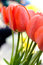 Free Beautiful Red Tulips Royalty Free Stock Images - 5197629