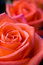 Free Beautiful Roses Royalty Free Stock Image - 5197736